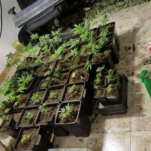 Crecimiento growlog timeline photo