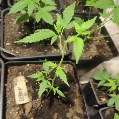 Crecimiento growlog photo: Lemon en crecimiento #2