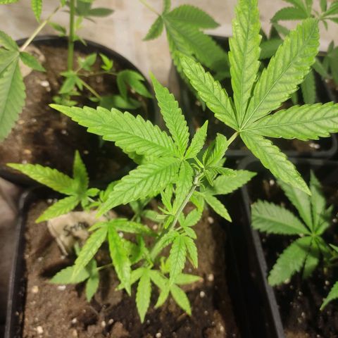 Crecimiento growlog photo: Smak en crecimiento #6