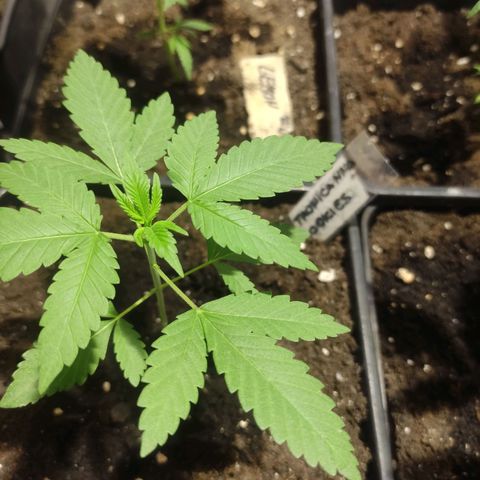 Crecimiento growlog photo: Tropicana cookies madre