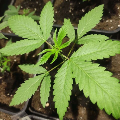 Crecimiento growlog photo: Zombie kuch madre