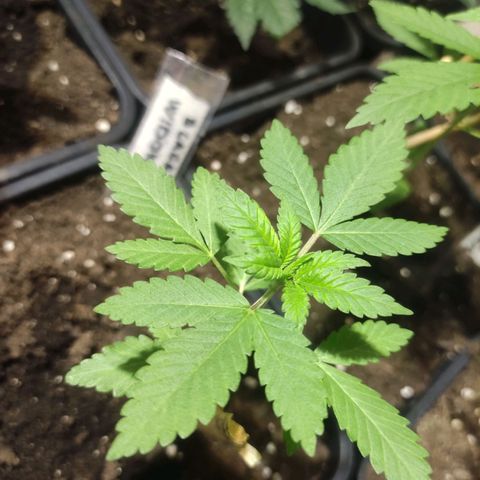Crecimiento growlog photo: Black widow positronic madre1