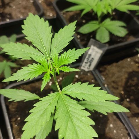 Crecimiento growlog photo: Furius candy madre1