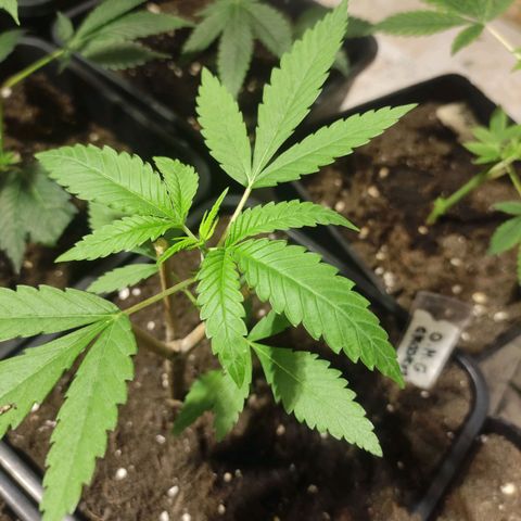 Crecimiento growlog photo: Omg kookies madre