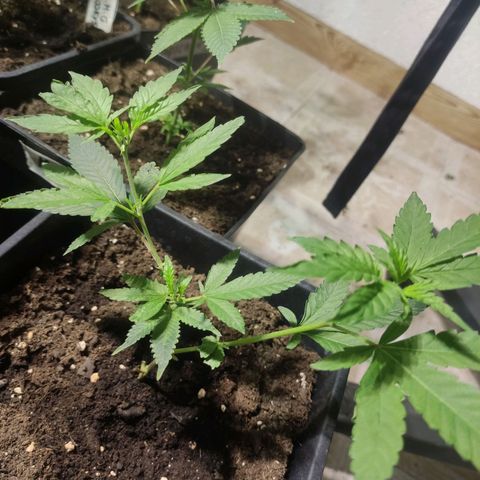 Crecimiento growlog photo: Mac 1+++10