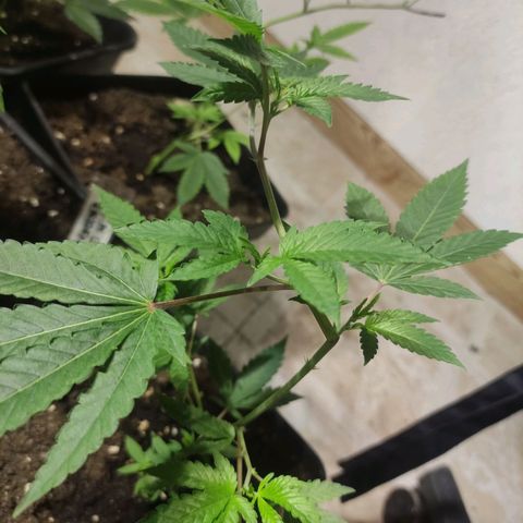Crecimiento growlog photo: Mac 1#4