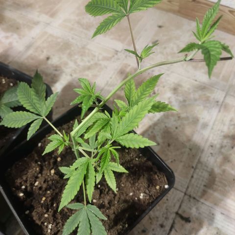 Crecimiento growlog photo: Radical#5
