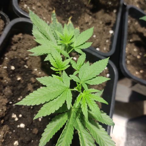 Crecimiento growlog photo: Zkitelz457