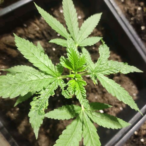 Crecimiento growlog photo: Frunz 482