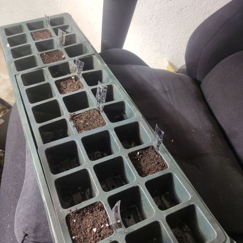 Germinacion growlog photo: Sin cambios