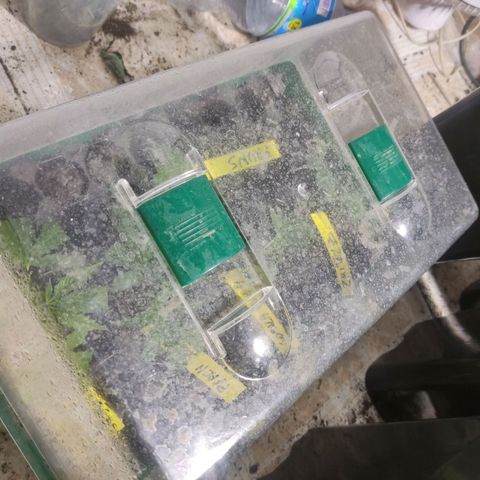 Germinacion growlog photo: Enraizando eskejes