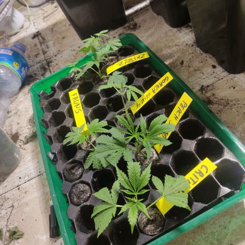 Germinacion growlog timeline photo