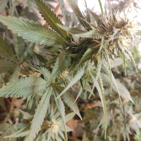 Floracion growlog photo: Atom 