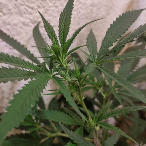 Floracion growlog photo: Radikal f3