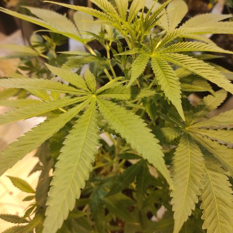 Floracion growlog photo: Fruntz
