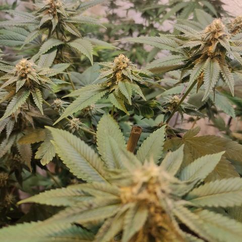 Floracion growlog photo: Face off