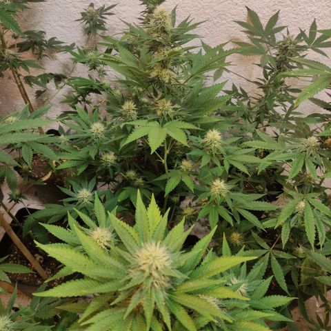 Floracion growlog photo: Mac1