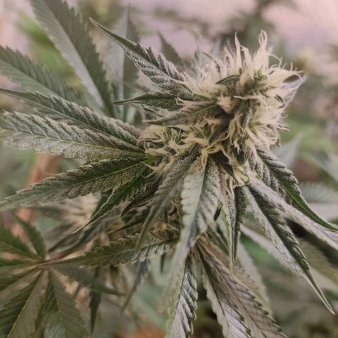 Floracion growlog photo: Lemon