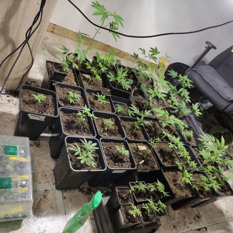 Crecimiento growlog timeline photo
