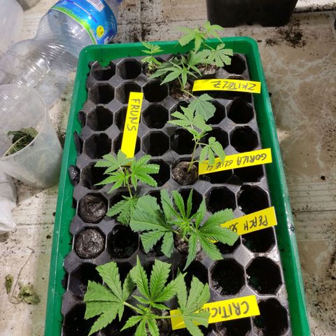 Germinacion growlog timeline photo