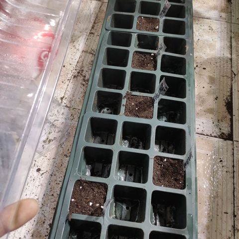 Germinacion growlog timeline photo