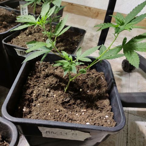 Crecimiento growlog timeline photo