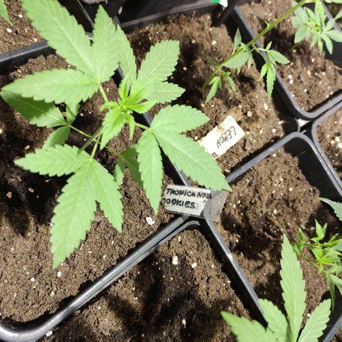 Crecimiento growlog timeline photo