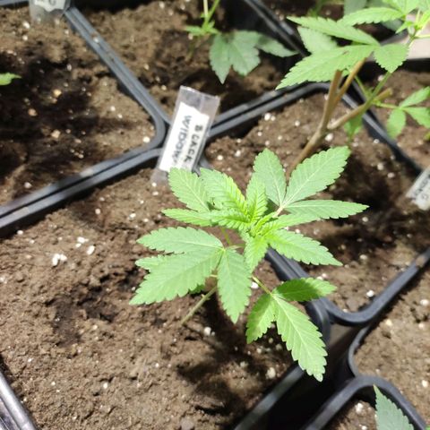 Crecimiento growlog timeline photo