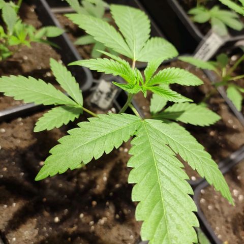 Crecimiento growlog timeline photo