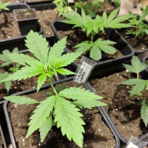Crecimiento growlog timeline photo