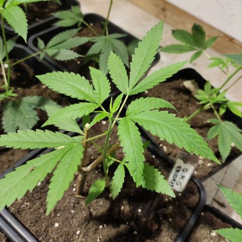 Crecimiento growlog timeline photo
