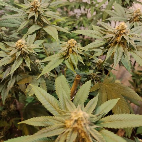 Floracion growlog photo: Face off