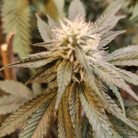 Floracion growlog photo: Lemon