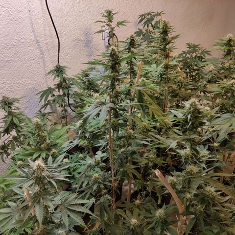 Floracion growlog timeline photo