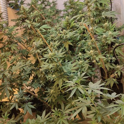 Floracion growlog timeline photo