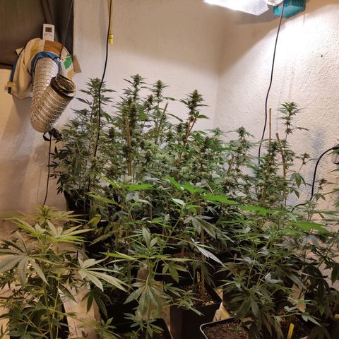 Floracion growlog timeline photo
