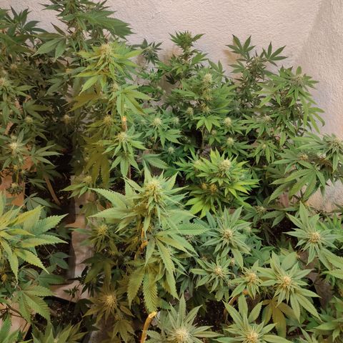 Floracion growlog timeline photo