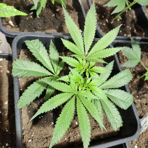 Crecimiento growlog photo: Genetica desconozida