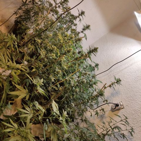 Floracion growlog timeline photo