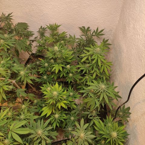 Floracion growlog timeline photo