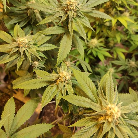Floracion growlog timeline photo