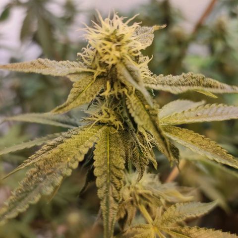 Floracion growlog photo: Bakery