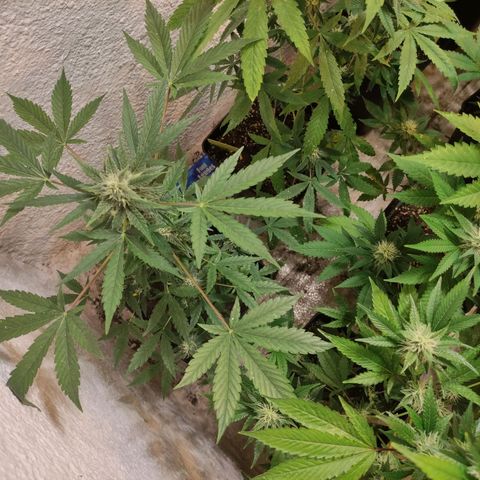 Floracion growlog timeline photo