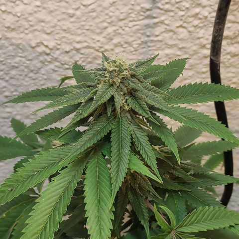 Floracion growlog timeline photo