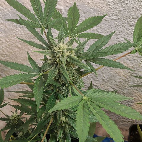 Floracion growlog timeline photo