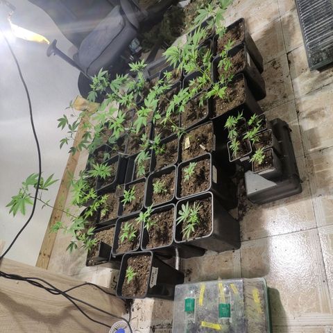 Crecimiento growlog timeline photo