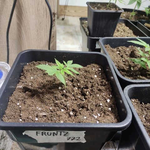 Crecimiento growlog timeline photo
