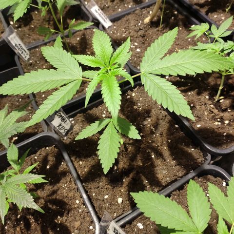 Crecimiento growlog timeline photo