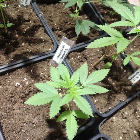 Crecimiento growlog timeline photo