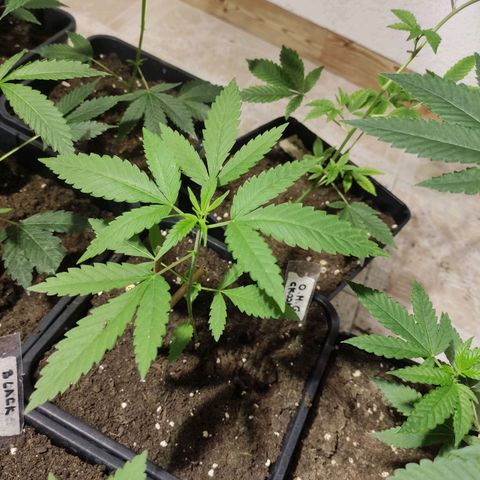 Crecimiento growlog timeline photo